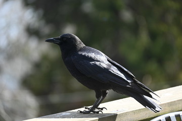 crow in sunlight