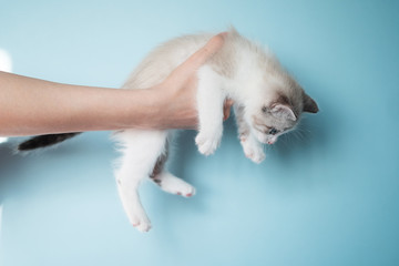 The hand of a young woman holds a kitten on a blue background