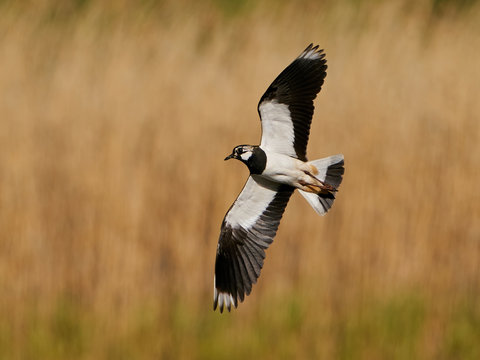 Northern lapwing (Vanellus vanellus) in its natural enviroment
