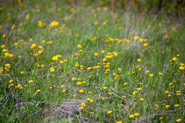 dandelions in the meadow