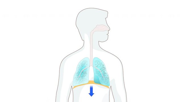 diaphragm functions in breathing. Breath and Exhalation. gaseous exchange in human lungs.  