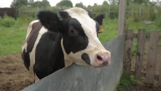 Black And White Cow