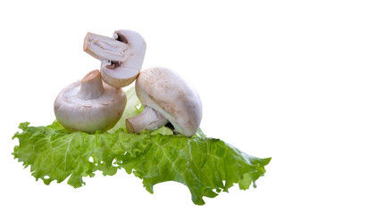 three edible mushrooms on a sheet of green salad on a white isolated background