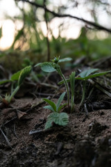 Wild strawberry preparing to bloom