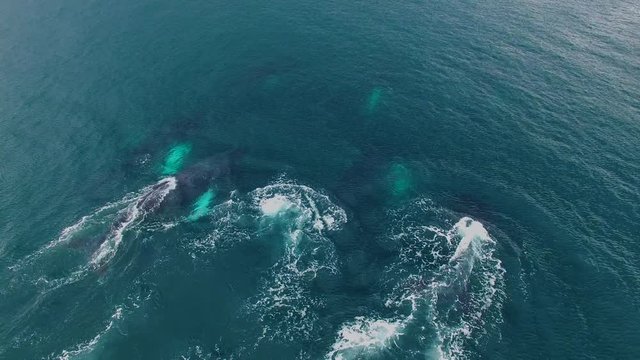 Humpback Whale Watching off Isla Conadora, Las Perlas Panama Aerial View