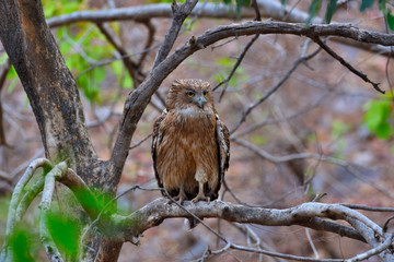 fishing owl on a branch