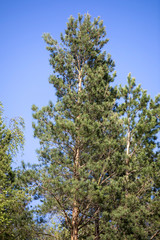 pine trees in the forest
