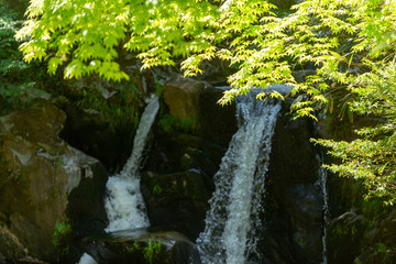 初夏の渓流と滝