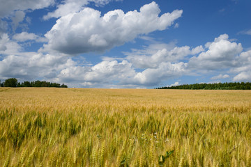 Obraz premium wheat
