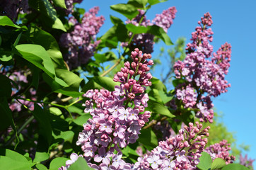 Fototapeta na wymiar lilac flowers and blue sky