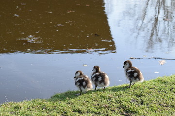 ducklings by a pond
