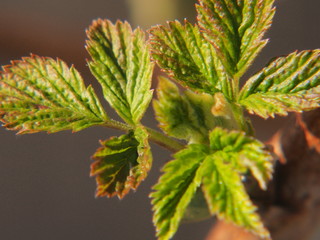 A young currant leaf is blooming. It was spring in the garden.