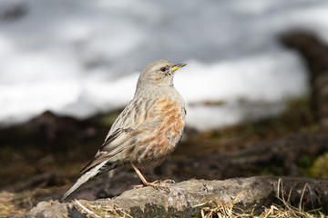 Alpine Accentor (Prunella collaris, Sturnus collaris) in Carpathian Mountains, Beskid Sądecki, Poland