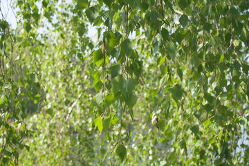 Spring background with with birch foliage.