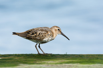 Dunlin (Calidris alpina) feeding on the mossy breakwater, coast of Baltic Sea, Poland, Europe