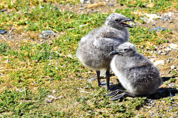 Two  Kelp Seagull Chicks on Magdalena Island, Chile © bonniefink