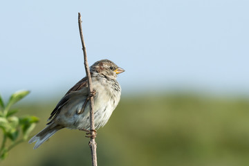 House Sparrow (Passer domesticus), juvenile male, perched on a branch against the backdrop of green bushes and blue sky