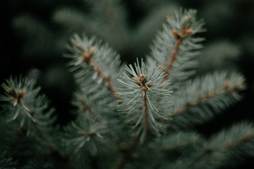 Close up photo of green pine needles on the right side of the image. Blurred pine needles in the background. A simple green branch of a Christmas tree.