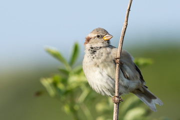 House Sparrow (Passer domesticus), juvenile male, perched on a branch against the backdrop of green bushes and blue sky