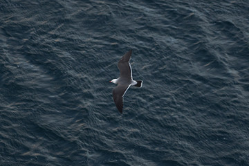 Fototapeta na wymiar WhiteSeagull Top View_In Flight over Ocean