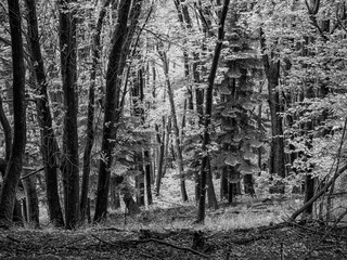 Fototapeta na wymiar Landscape of a forest of the italian alps in black and white