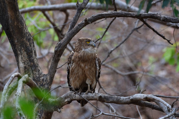 fishing owl on a branch