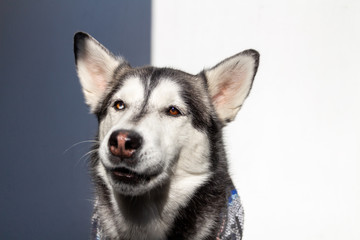 Black siberian husky horizontal portrait with a priceless expression after catching a treat