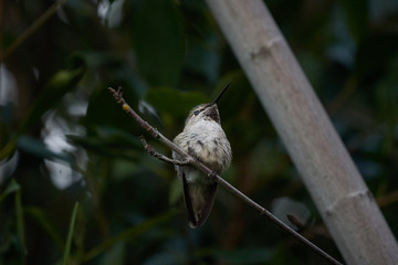 Hummingbird Resting on Ficus Branch Bottom Front View.