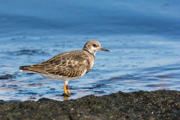 Ruddy turnstone (Arenaria interpres) juvenile standing on the shore. Baltic Sea, Poland