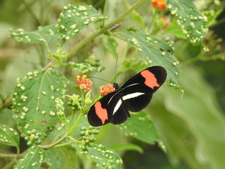 butterfly on a flower