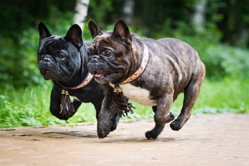 Two dogs french bulldogs run synchronously