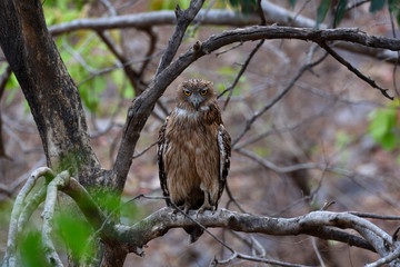 fishing owl on a branch