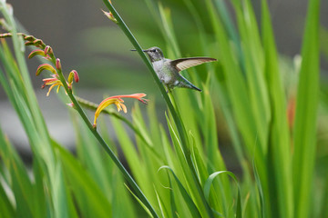 Hummingbird flying to Lucifer Flower