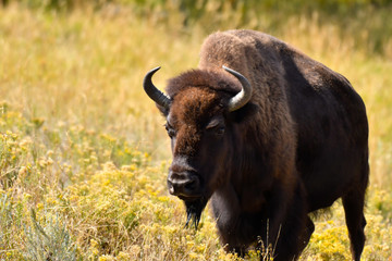Portrait of a Buffalo