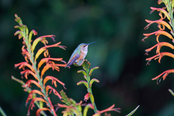 Hummingbird Resting on Lucifer flowers Side view Right facing 