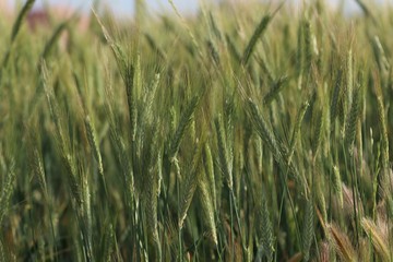 green field of barley 