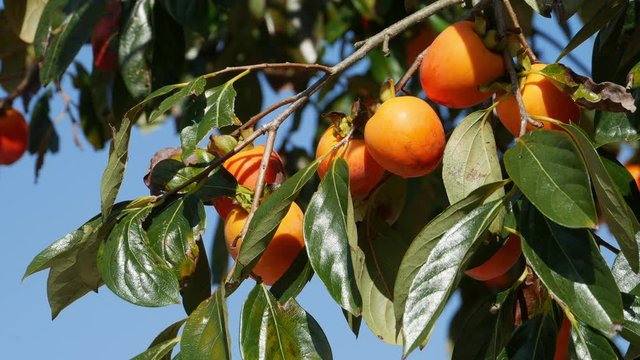 Persimmons are ripe with tree in Saga prefecture, JAPAN. without sounds