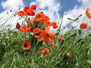 Mohnblüten auf Wiese