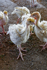 Closeup portrait of white broiler-type chicken standing on the ground looking straight into the camera in aviary