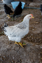 Closeup portrait of a single domestic speckled hen which is standing on the ground in front of meshy fence in a hutch
