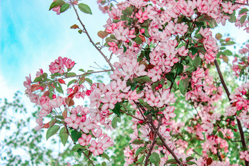 Blooming Apple tree in spring with pink flowers against the sky.