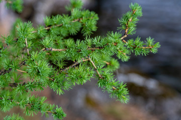 Macro view of a tree branch with tiny green needles in a daylight in spring