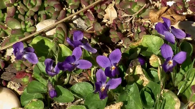Veilchen zittern im Wind