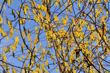In the spring, hazel (Corylus avellana) blooms in the forest
