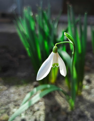 Obraz premium spring snowdrop flower