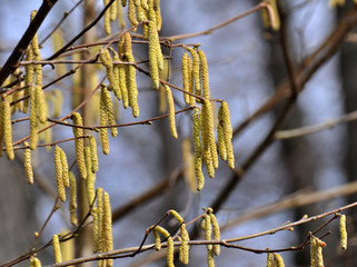 In the spring, hazel (Corylus avellana) blooms in the forest