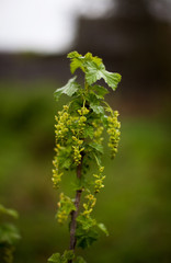currant bush with young leaves in spring