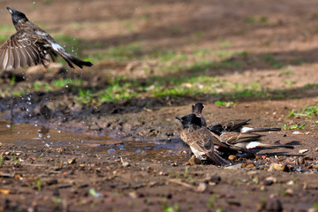 a pair of birds