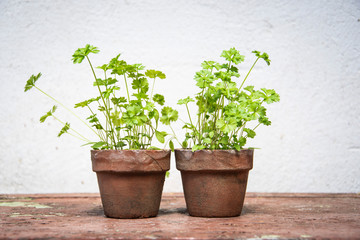 Parsley pots on the table