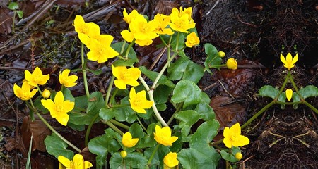 Sumpfblumen im Frühling